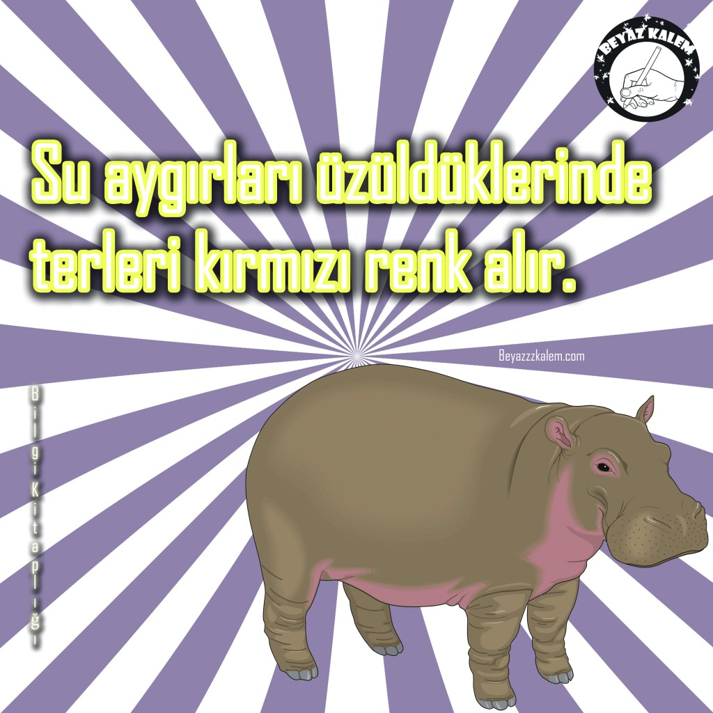 Beyazzzkalem.com